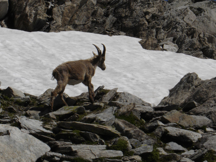 randonnes maurienne refuge fond aussois dent parrache